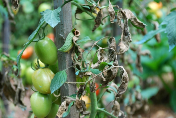 Mildiú velloso de Solanaceae - Phytophthora infestans - en tomate