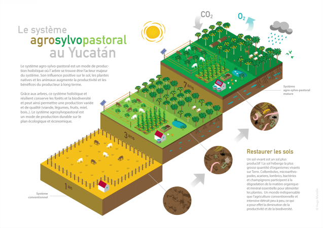 El sistema agroforestal-pastoril en infografía