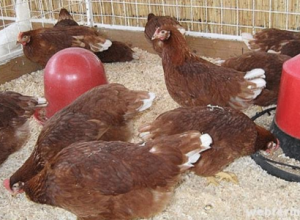razas de gallinas ponedoras