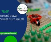 ¿Por qué crear asociaciones culturales?