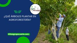¿Qué árboles plantar en agroforestería?