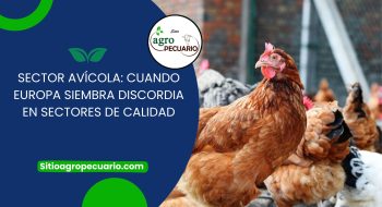 Sector avícola: cuando Europa siembra discordia en sectores de calidad