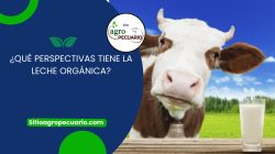 ¿Qué perspectivas tiene la leche orgánica?